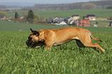 BULLMASTIFF 520